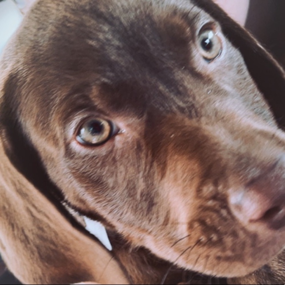 Meet your Posher, Ginger